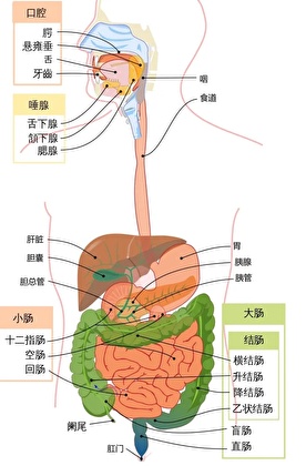 人的取向是自由的