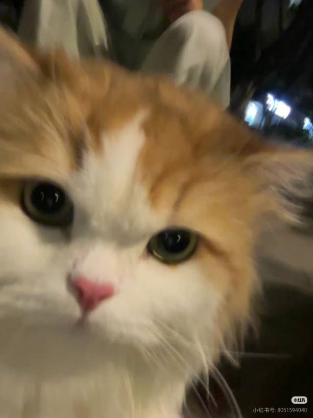 弃猫效应